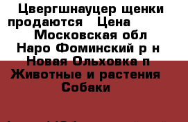 Цвергшнауцер щенки продаются › Цена ­ 25 000 - Московская обл., Наро-Фоминский р-н, Новая Ольховка п. Животные и растения » Собаки   